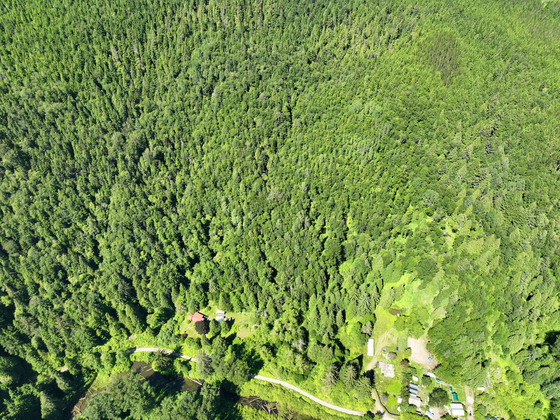 Thumb usk treed lot 16