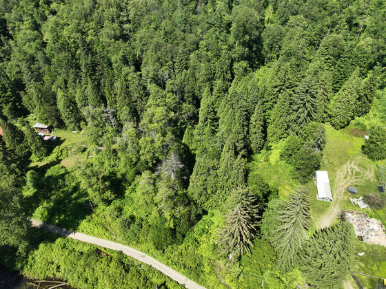 Thumb usk treed lot 17
