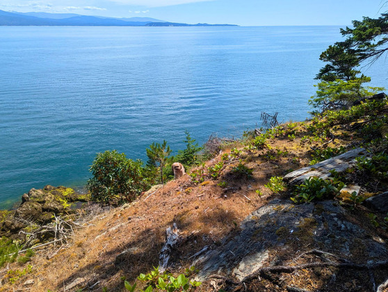 Thumb anderson bay oceanfront acreage 33