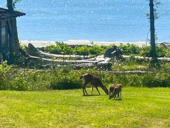 144-Acre Oceanfront with Main Home and 6 Guest Cabins - Porcher Island