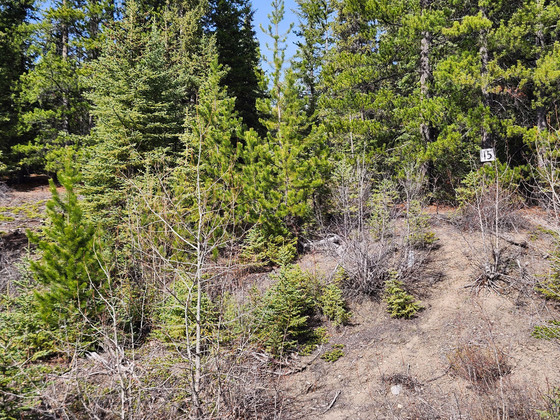 13.88 Acres with Water Access on Binta Lake - Burns Lake, BC
