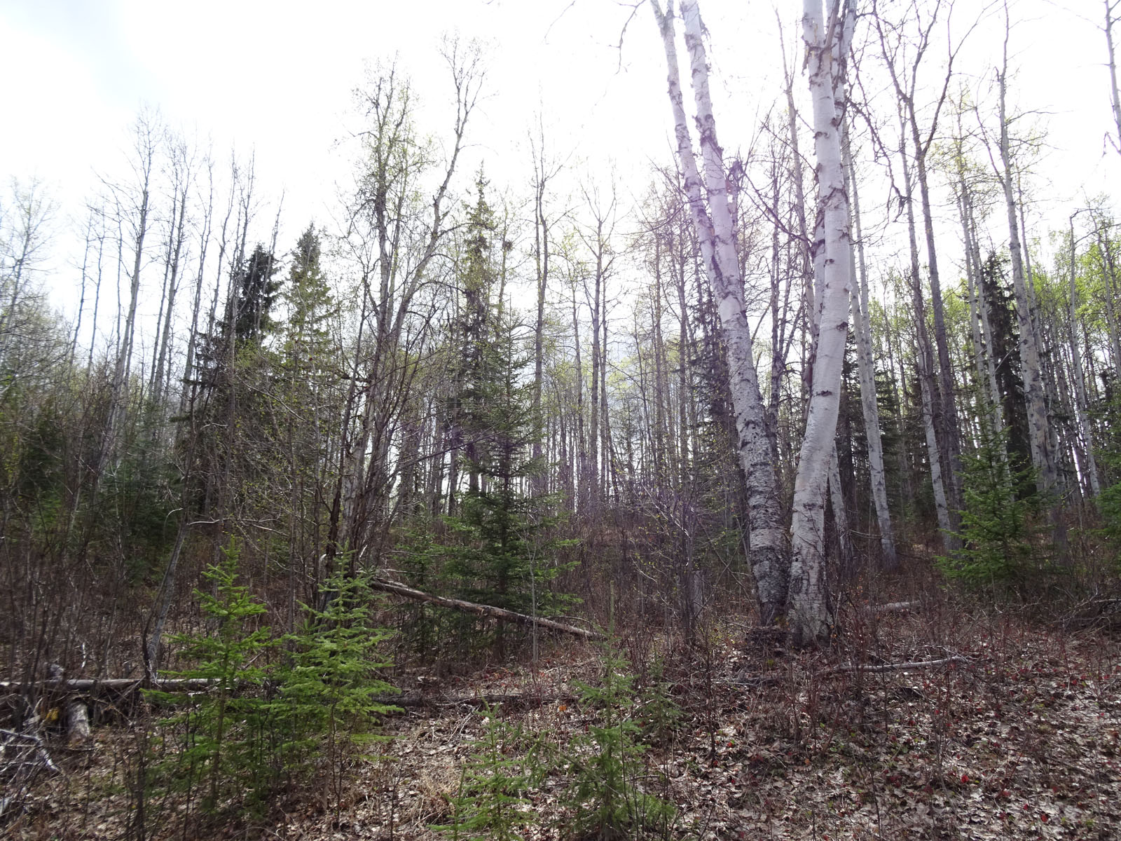 Waterfront Acreages on Burns Lake Heart of the Lakes District