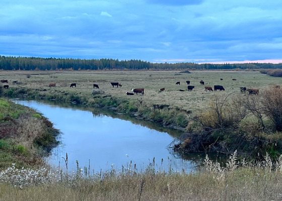 Approx. 1,275-Acre Contiguous Grazing Package - Owl River, Lac La Biche County