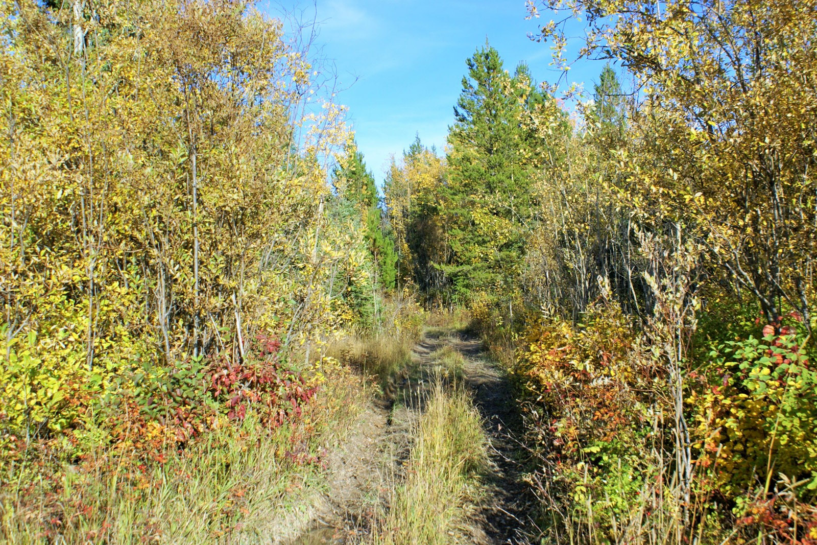 Large Private Acreage Rural Prince BC LandQuest® Realty