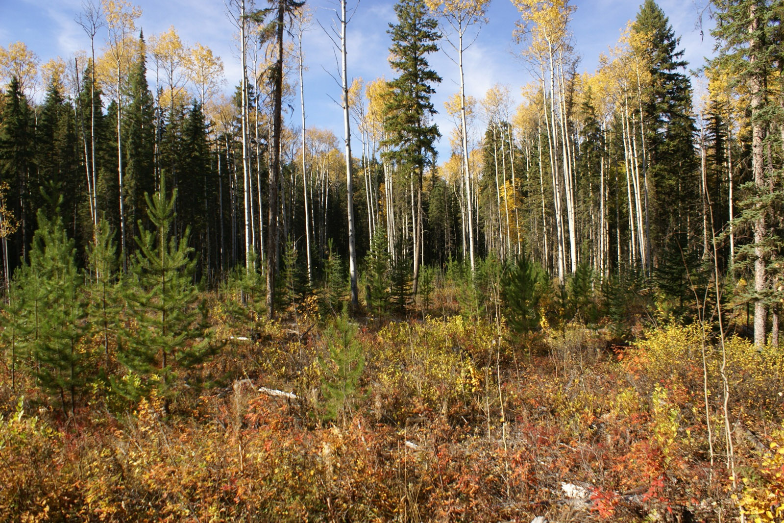 584 Acres of Bare Land with Riverfront Miworth, BC LandQuest® Realty