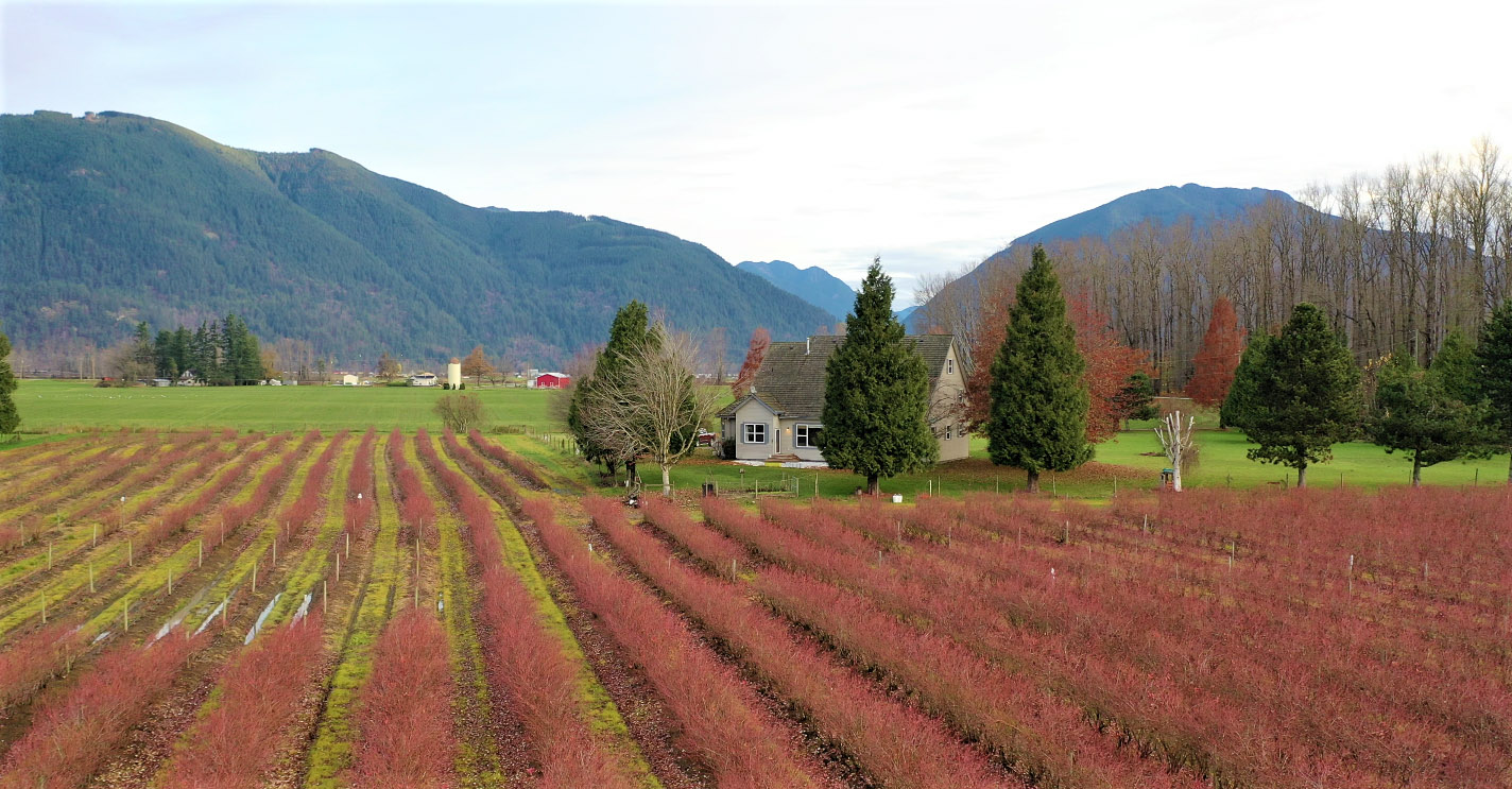 Fertile Blueberry Farmland Nestled Along the Banks of the Fraser River