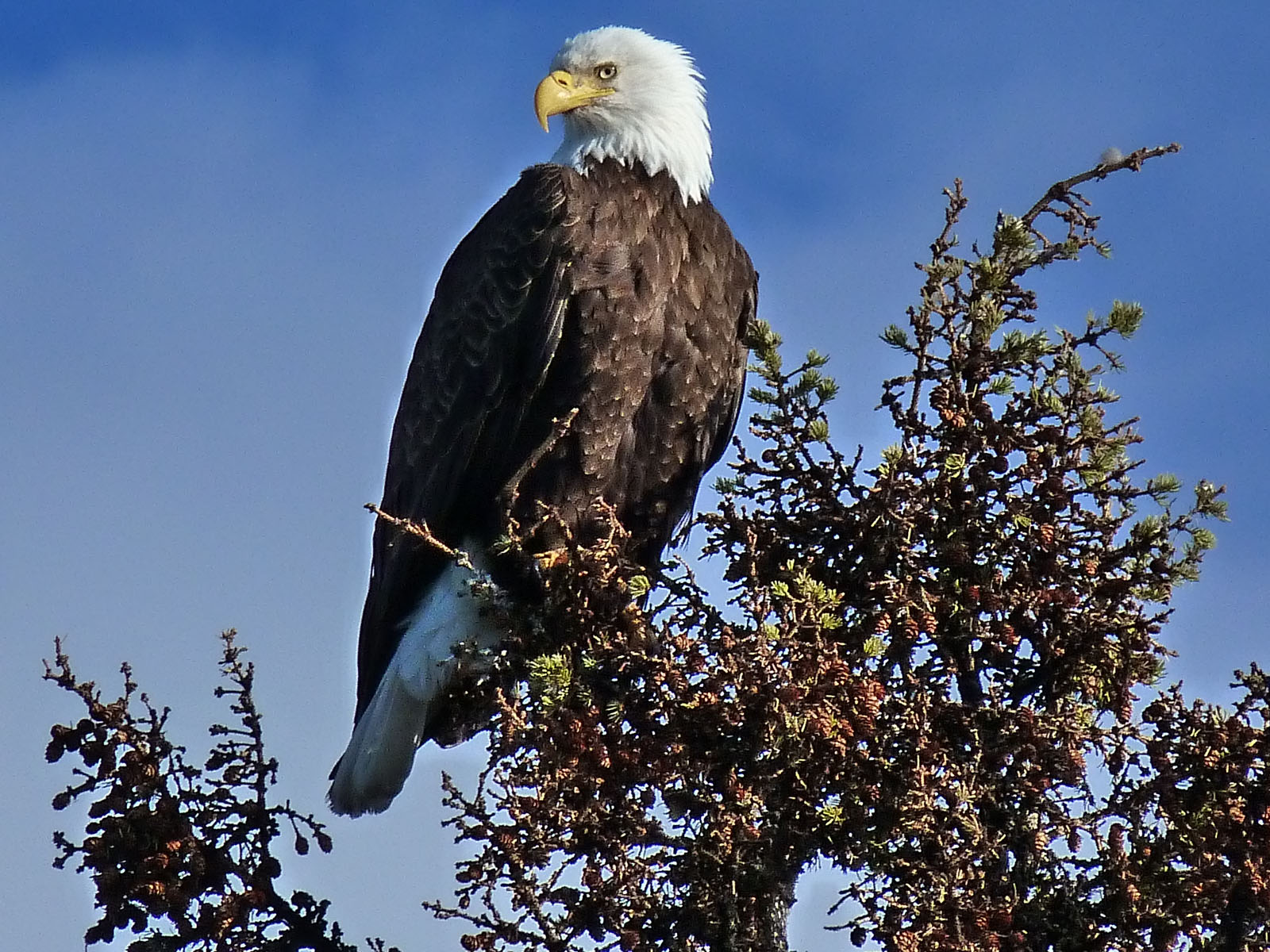 Exceptional Attractive 7.4 Acre Waterfront Sheridan Lake, BC