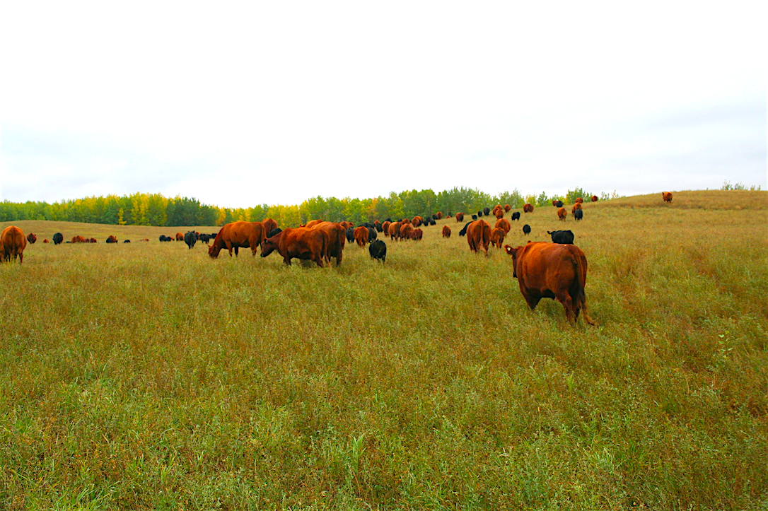 Outdoorsmen’s Paradise 320 Fertile Acres with Abundant Wildlife