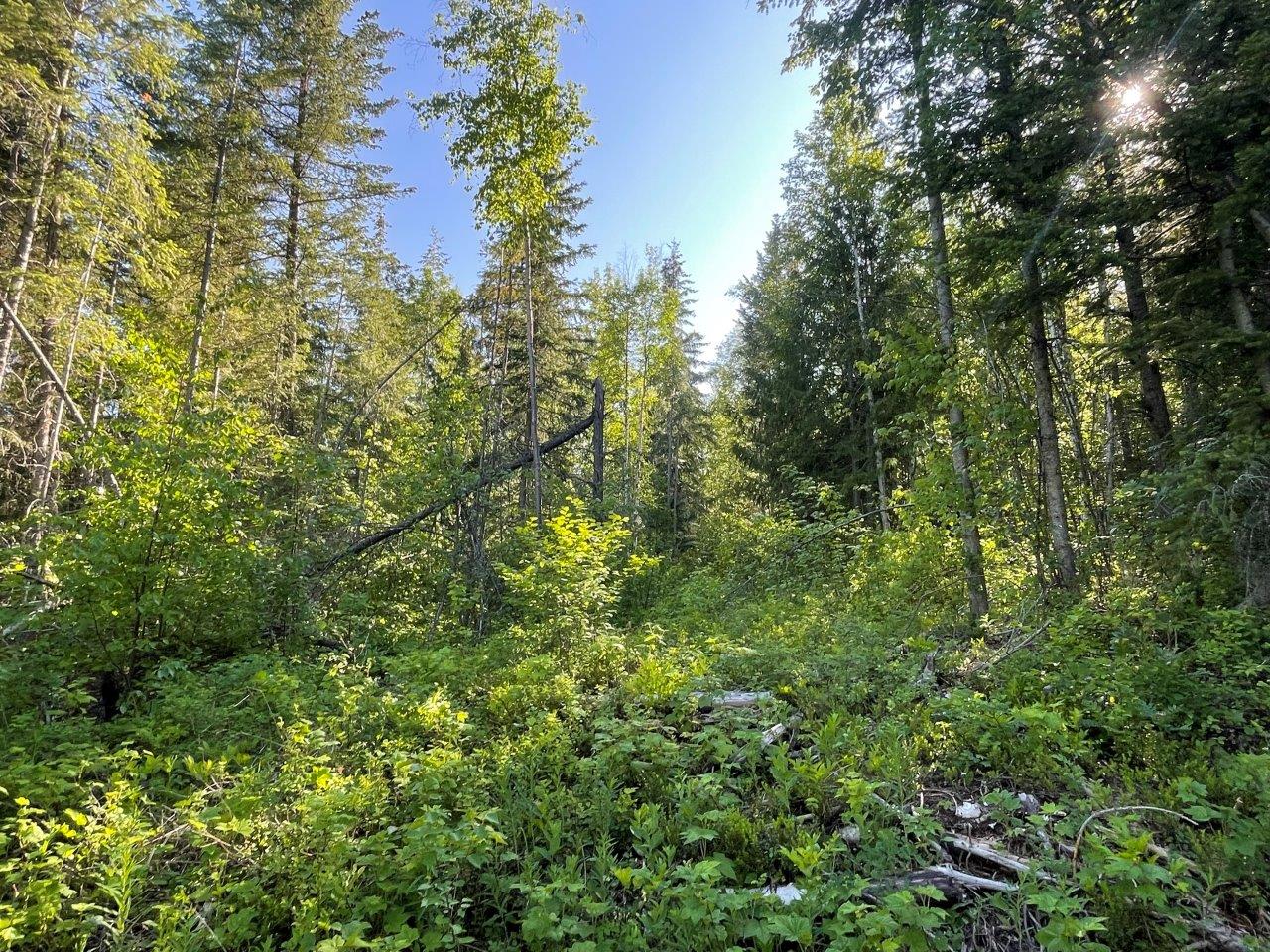 Forested OffGrid Acreage with Multiple Creeks Barriere, BC